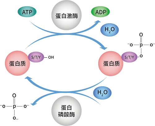 磷酸化过程图