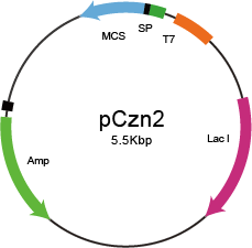 pCzn2载体图谱