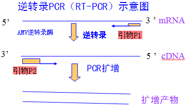 RT-PCR原理