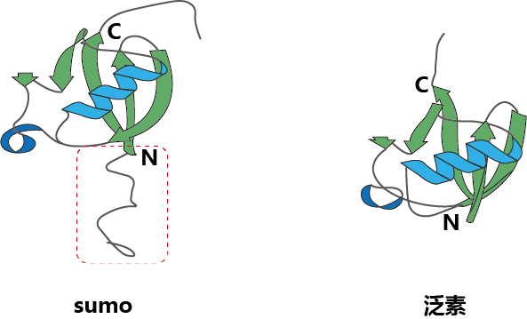 SUMO与泛素的结构对比
