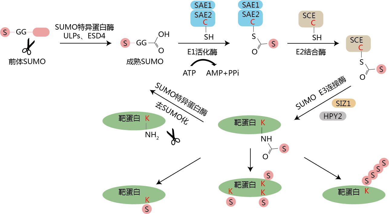 sumo化流程