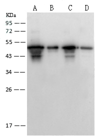 SARS-CoV Nucleoprotein / NP Antibody