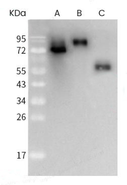 SARS-CoV Nucleoprotein / NP Antibody