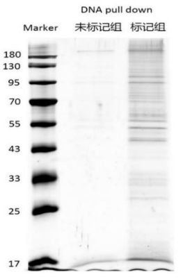 DNA pull-down 蛋白银染图