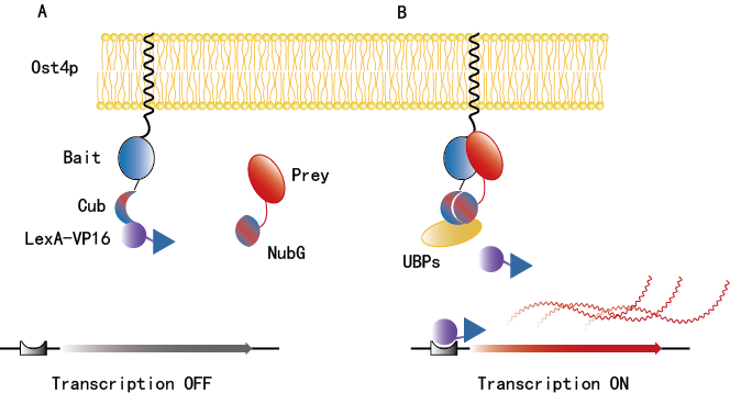 膜体系酵母双杂交原理