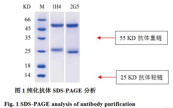 纯化抗体SDS-PAGE分析