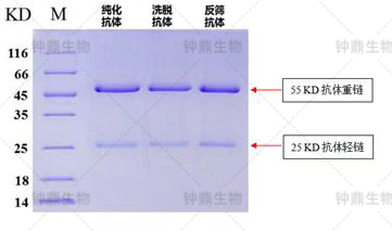 纯化抗体SDS-PAGE分析