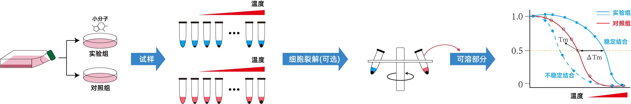 CETSA原理