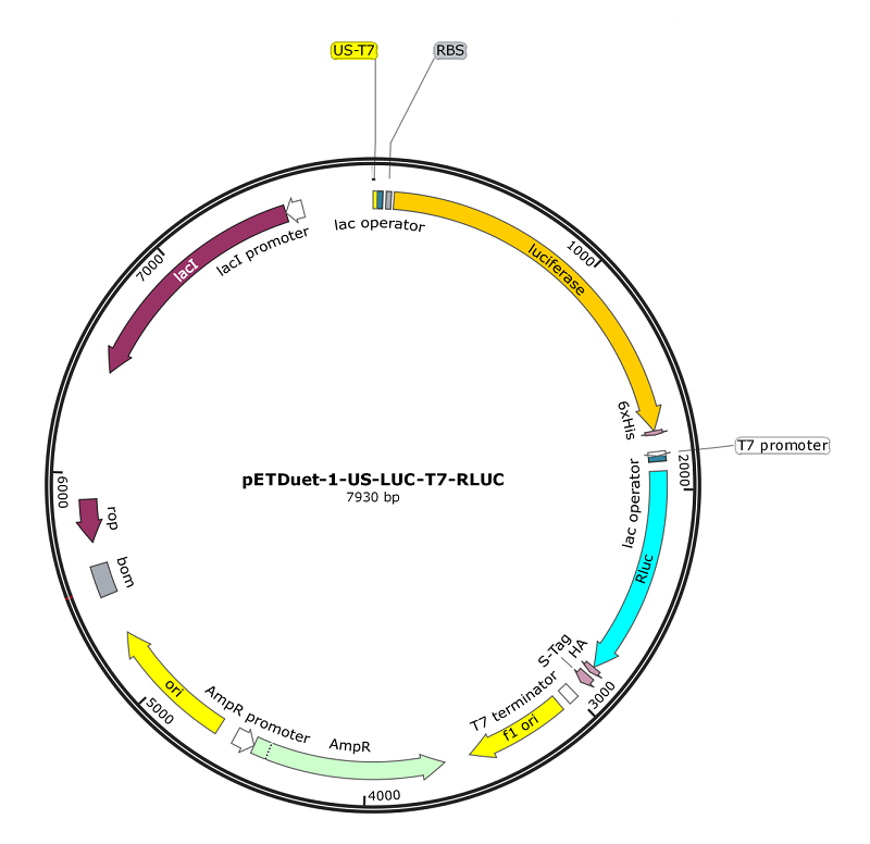 pETDuet-1-CSPA-LUC-T7-RLUC