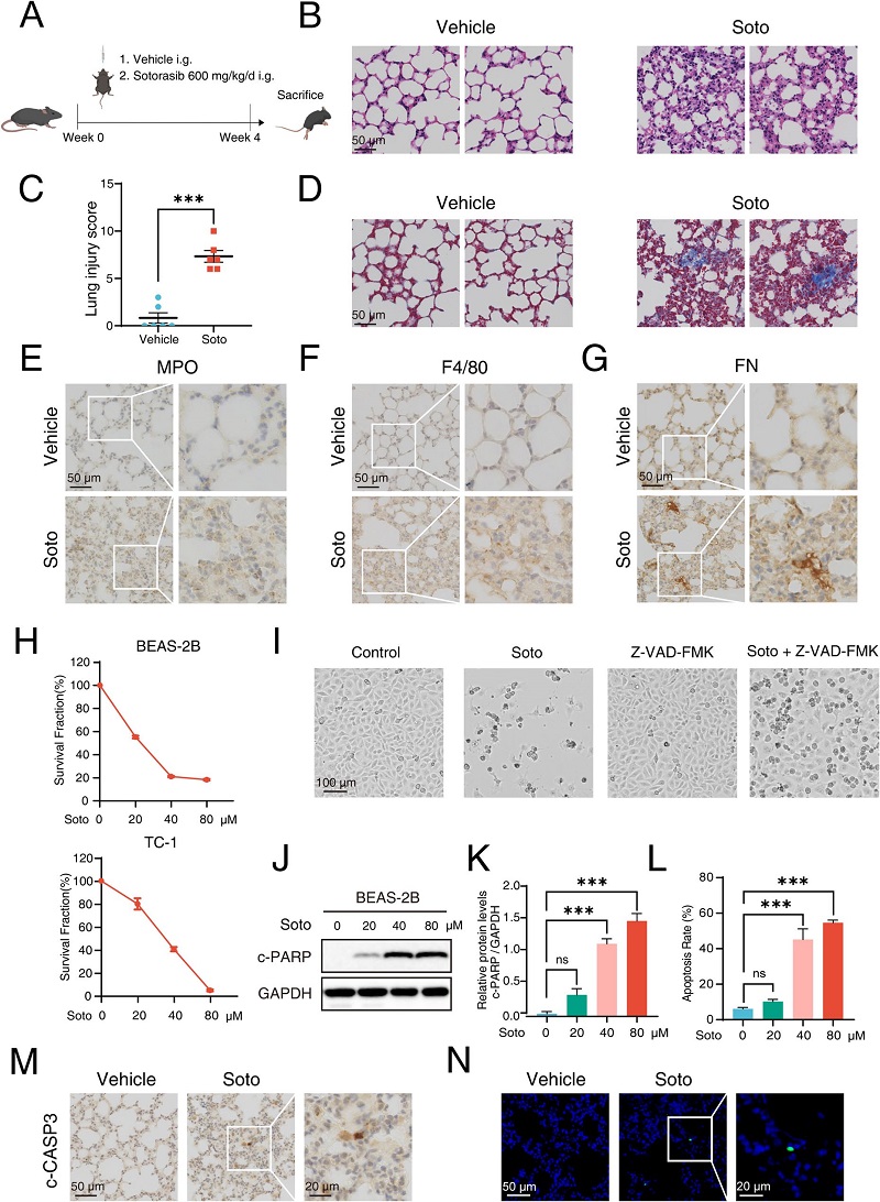 毒性表型确认——索托拉西布诱发肺上皮细胞凋亡与纤维化