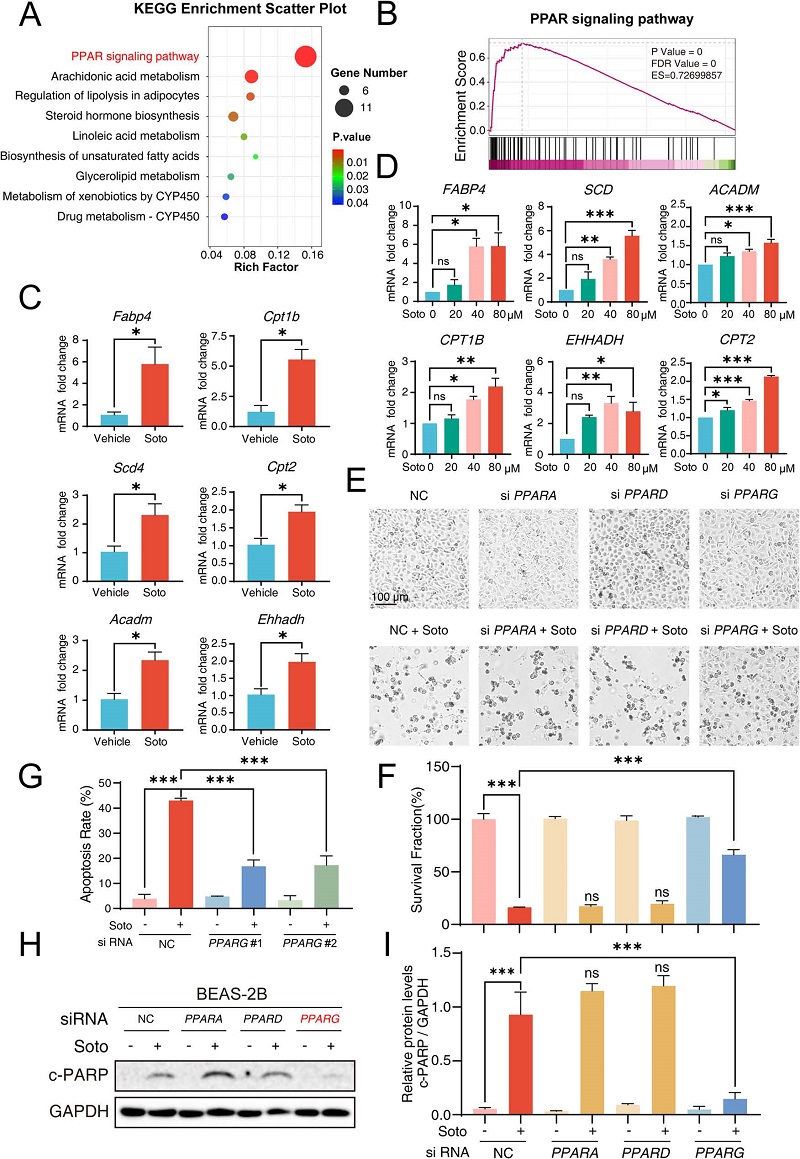 机制探索——PPARγ信号通路异常激活是关键原因