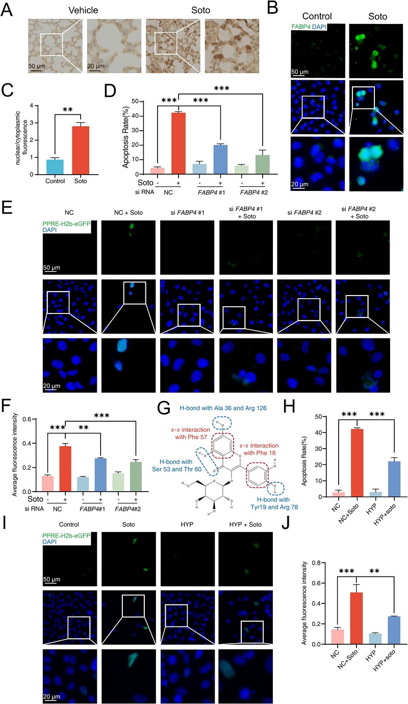 靶点验证——FABP4介导索托拉西布的核转位过程