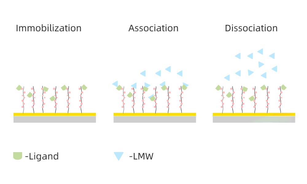 spr检测芯片表面物质变化