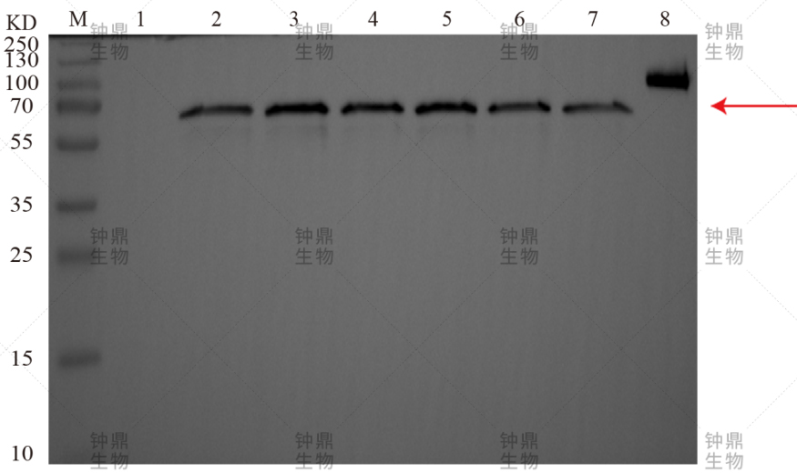 WB鉴定分析