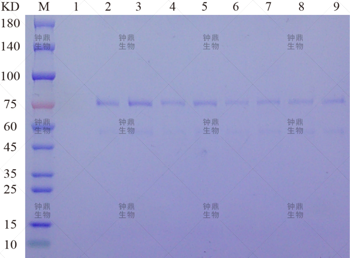 SDS-PAGE结果分析