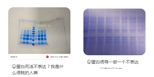 目标蛋白不表达