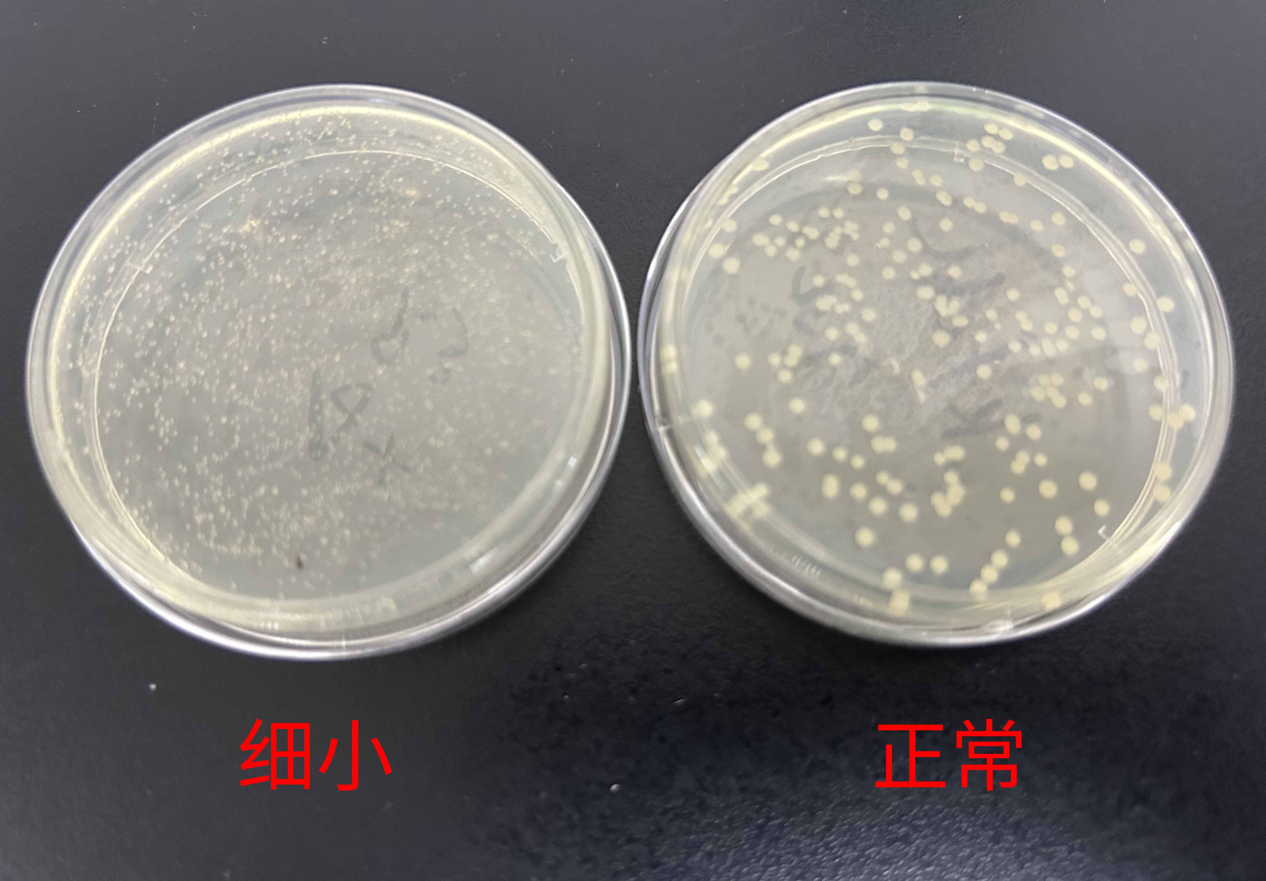 细小菌落和正常菌落对比图