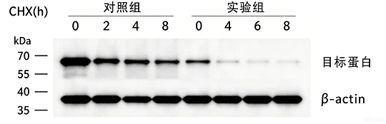 蛋白水平变化分析（WB检测）
