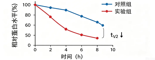 蛋白半衰期计算（定量分析）