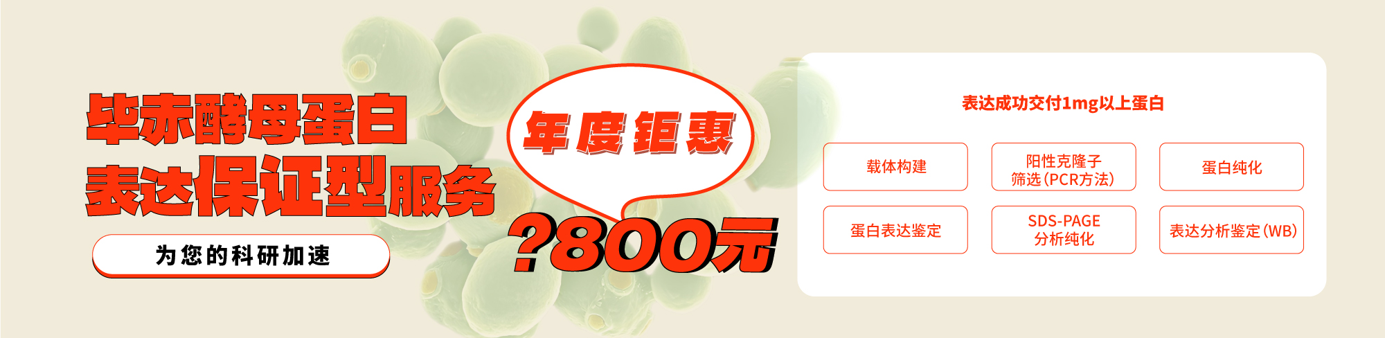 毕赤酵母蛋白表达