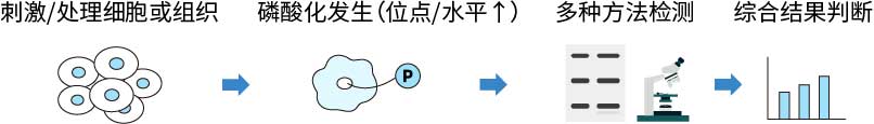 磷酸化思路