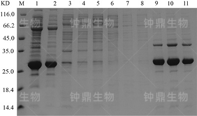 离子交换层析