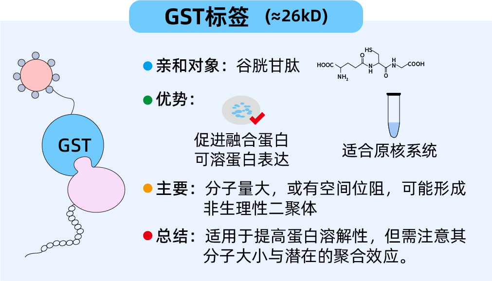 消失的蛋白