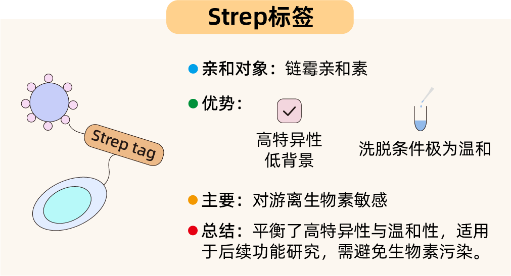 消失的蛋白