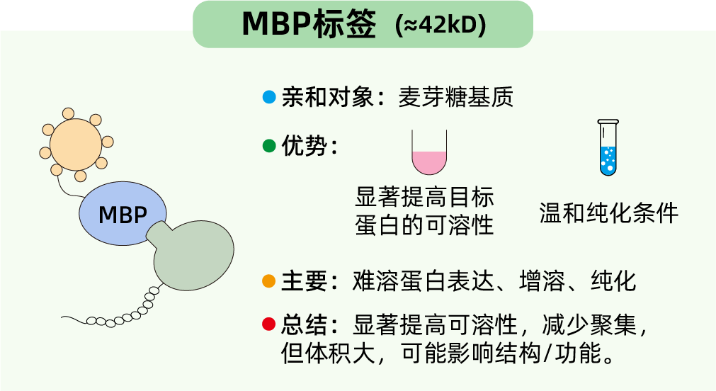 消失的蛋白